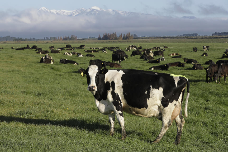 FILE - Dairy cows graze on a farm near Oxford, in the South Island of New Zealand on Oct. 8, 2018. New Zealand's government on Tuesday, Oct. 11, 2022 proposed taxing the greenhouse gasses that farm animals make from burping and peeing as part of a plan to tackle climate change. (AP Photo/Mark Baker, File)