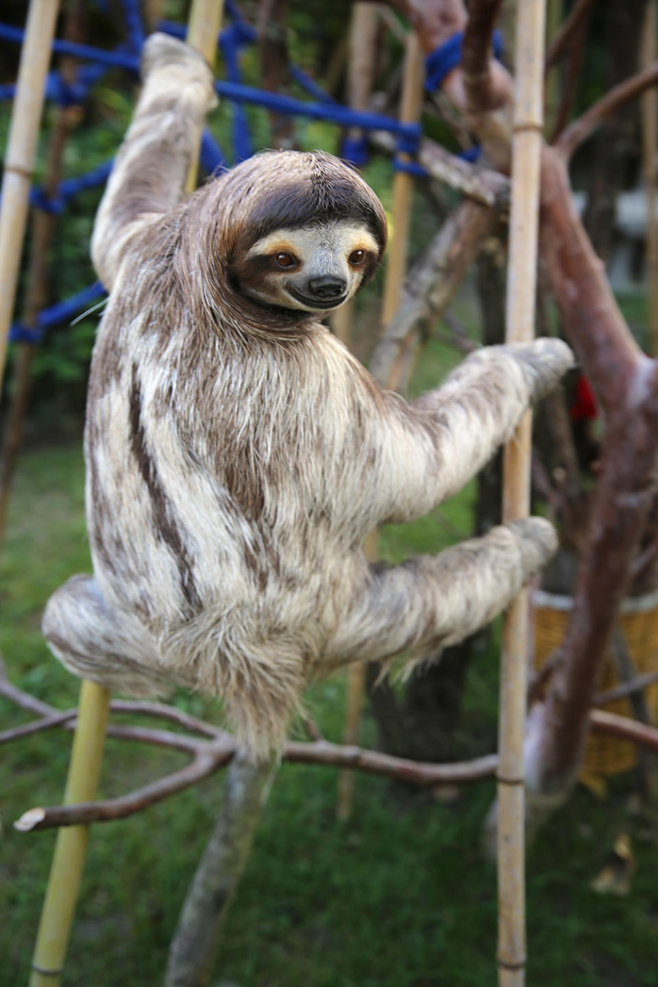 Happy International Sloth Day! Enjoy These 12 Snuggly Pics of Our Favorite Furry Creatures
