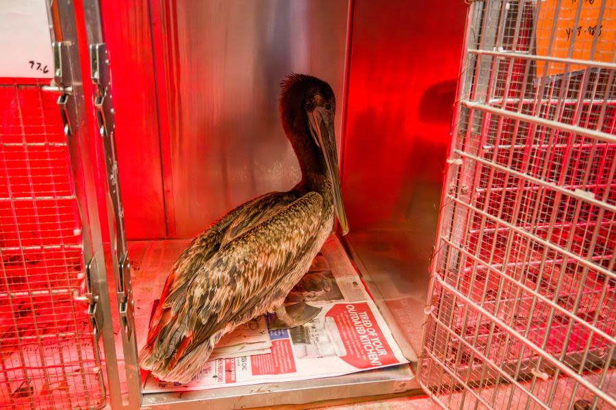 HUNTINGTON BEACH, CA - MAY 03: A brown pelican that is being nursed back to health stands under a red heat lamp in its cage after a feeding at the Wildlife Care Center in Huntington Beach on Friday, May 3, 2024. A mass stranding of starving and dehydrated brown pelicans have the past weeks have inundated the center. (Photo by Leonard Ortiz/MediaNews Group/Orange County Register via Getty Images)