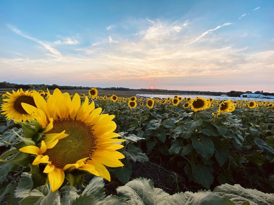 Nelson Produce Farms in Valley, Nebraska