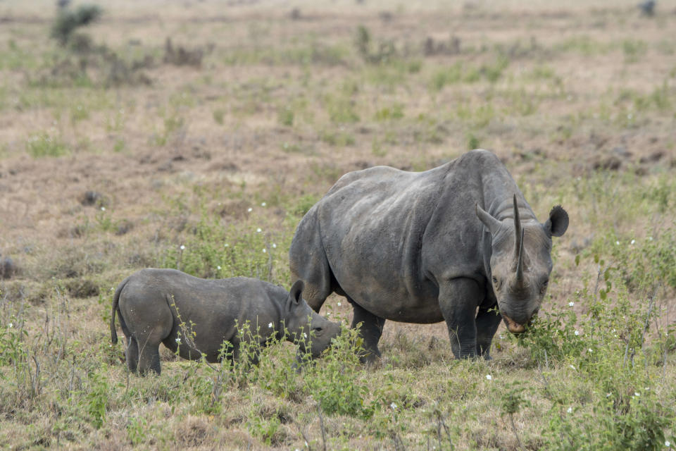 KENYA - 2018/08/19: An endangered black rhinoceros or hook-lipped rhinoceros (Diceros bicornis) female and baby at the Lewa Wildlife Conservancy in Kenya. (Photo by Wolfgang Kaehler/LightRocket via Getty Images)