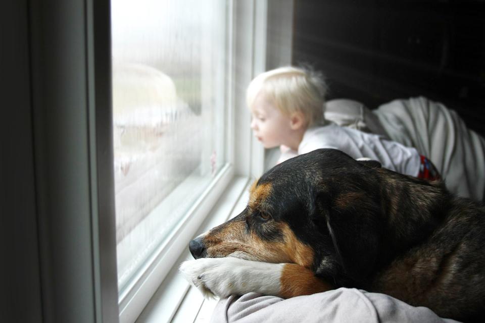 A young child and a brown and black dog look through a window on a bright day.