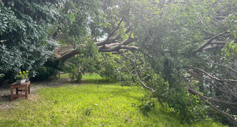 Fallen tree in backyard in Sydney inner west