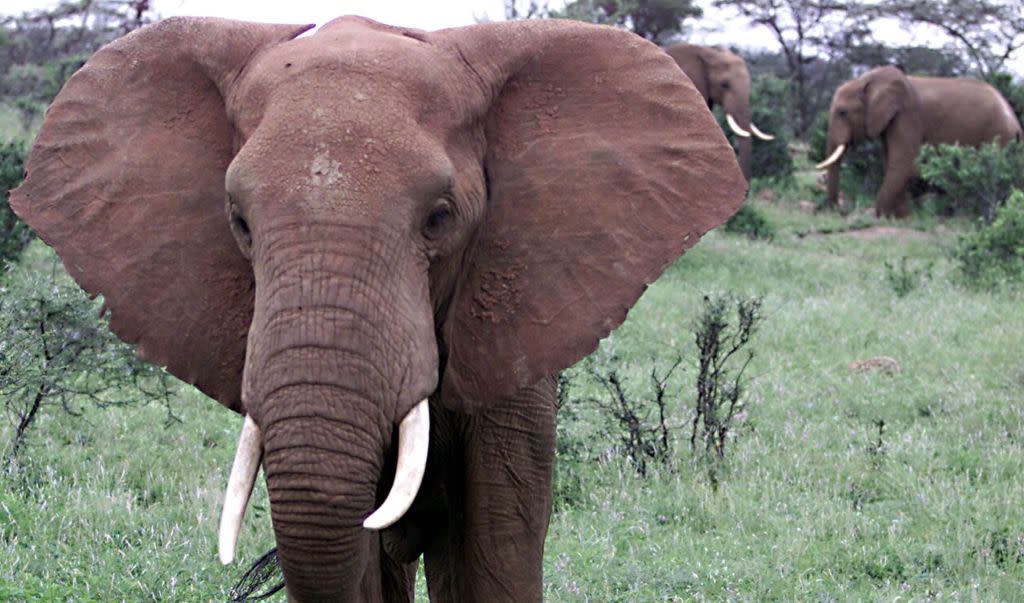 Elephants graze on lush vegetation in the Samburu National reserve with the normally arid northern frontier district of Kenya. Poachers have begun slaughtering more endangered elephants in anticipation that some African countries will be allowed to restart the ivory trade, Kenya Wildlife guardians said on October 11, 2002. Photo taken May 9, 2002 REUTERS/George Mulala AN/CRB - RTRBZ1V