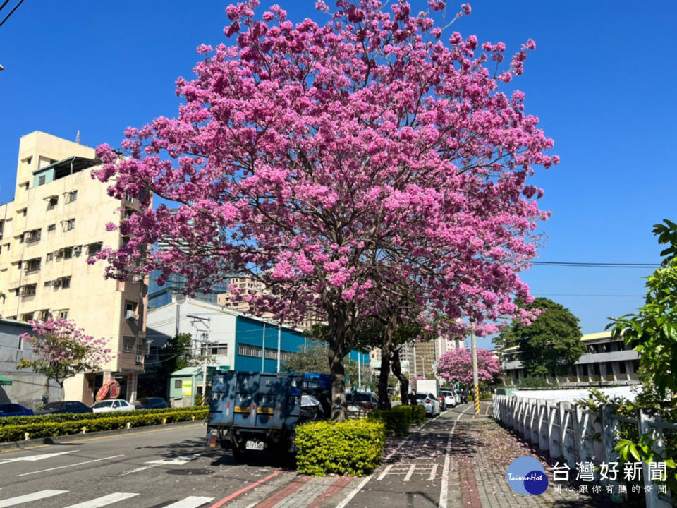 紫紅風鈴木綻放點綴市容 地點在復興北路