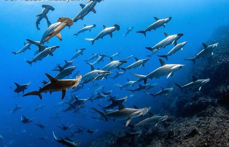 Grandes cardúmenes de tiburones martillo festoneados en la isla de Mikomoto, Japón.