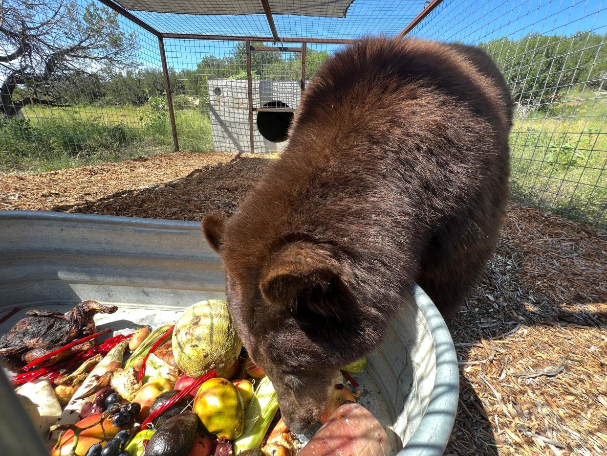 A California black bear nicknamed "Hank the Tank" was captured and relocated last week to the Wild Animal Sanctuary in Colorado. Because the bear is female, sanctuary staff are now calling her Henrietta.