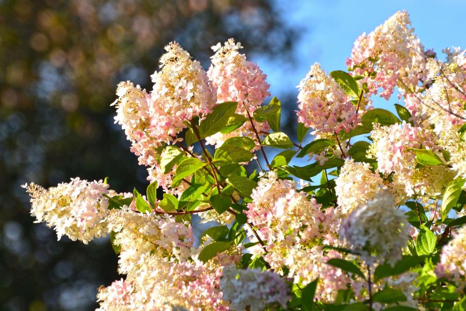 Paniculata