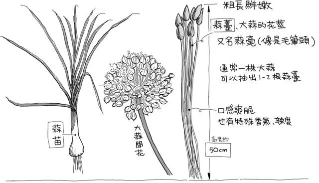 大蒜分為蒜頭、蒜薹、蒜苗三部位。