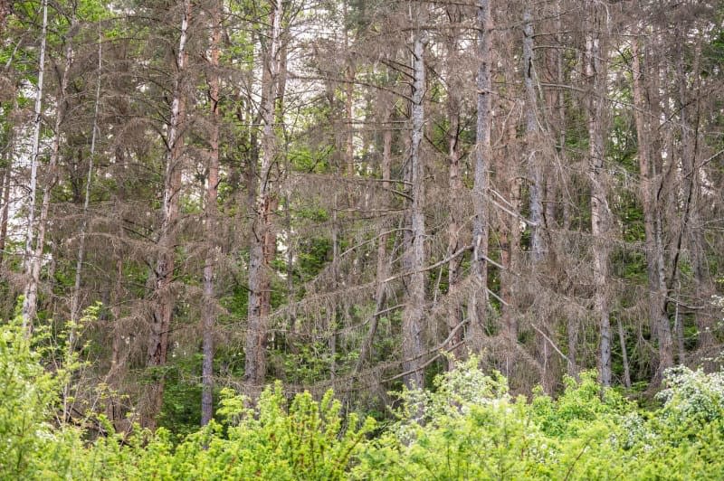 A view of coniferous and deciduous trees in a forest near Rottweil. Germany's woodlands continue to be under stress from heat, drought and beetle infestation, Agriculture Minister Cem Özdemir said in Berlin on Monday on presenting a new report. Silas Stein/dpa