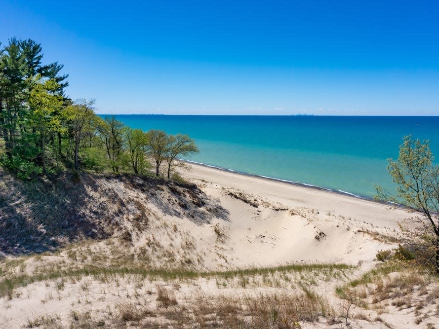 Trees and grassy plants on dunes near Lake Michigan.