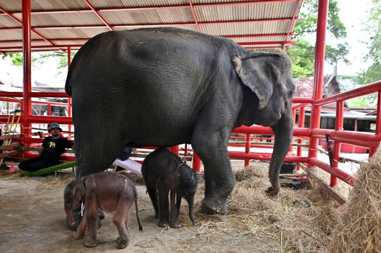 Des éléphants jumeaux nouveau-nés, au côté de leur mère Jamjuree, à Ayutthaya, en Thaïlande, le 10 juin 2024 (Manan VATSYAYANA)