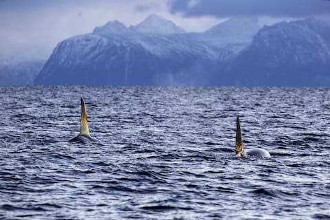 Orca off Vesteralen - Credit: getty