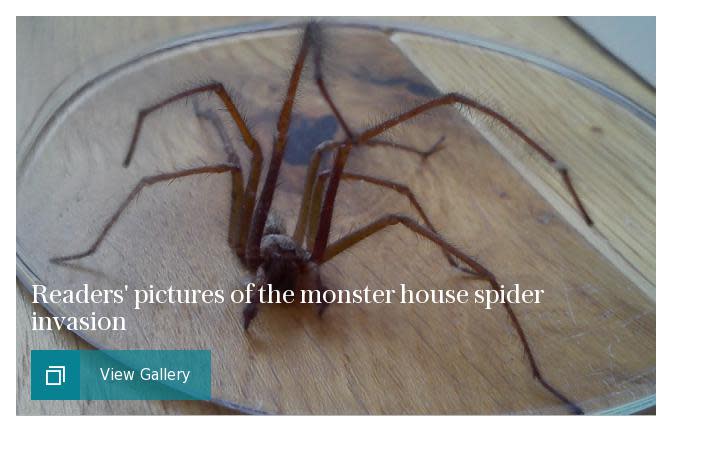 Readers' pictures of the monster house spider invasion