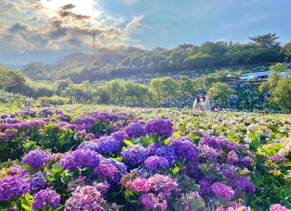 The park is a great place to enjoy flowers and a variety of activities, making it a great choice for a small day trip. (Photo courtesy of 高家繡球花田/Facebook)