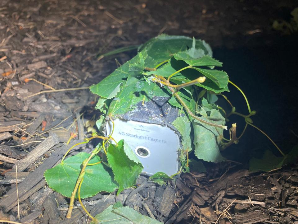 Braintree police say this wireless camera camouflaged with leaves was found in the bushes near a home in Messina Woods. Police say burglars use such devices to establish behavior patterns of prospective victims.