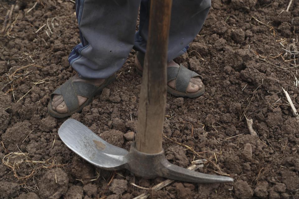 Ciriaco Huaman se toma un descanso de la siembra de papas en Pisac, el sur rural de Perú, el viernes 30 de octubre de 2020. (AP Foto/Martín Mejía)