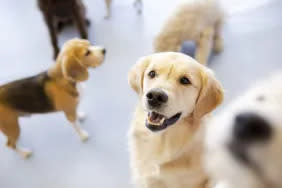 Adorable canines at a dog daycare.