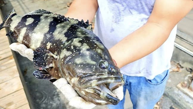 中國海關總署日前通報我國的石斑魚檢出結晶紫等禁藥，並自本月13日起禁止輸入。   圖：翻攝自外交部推特（資料照片）