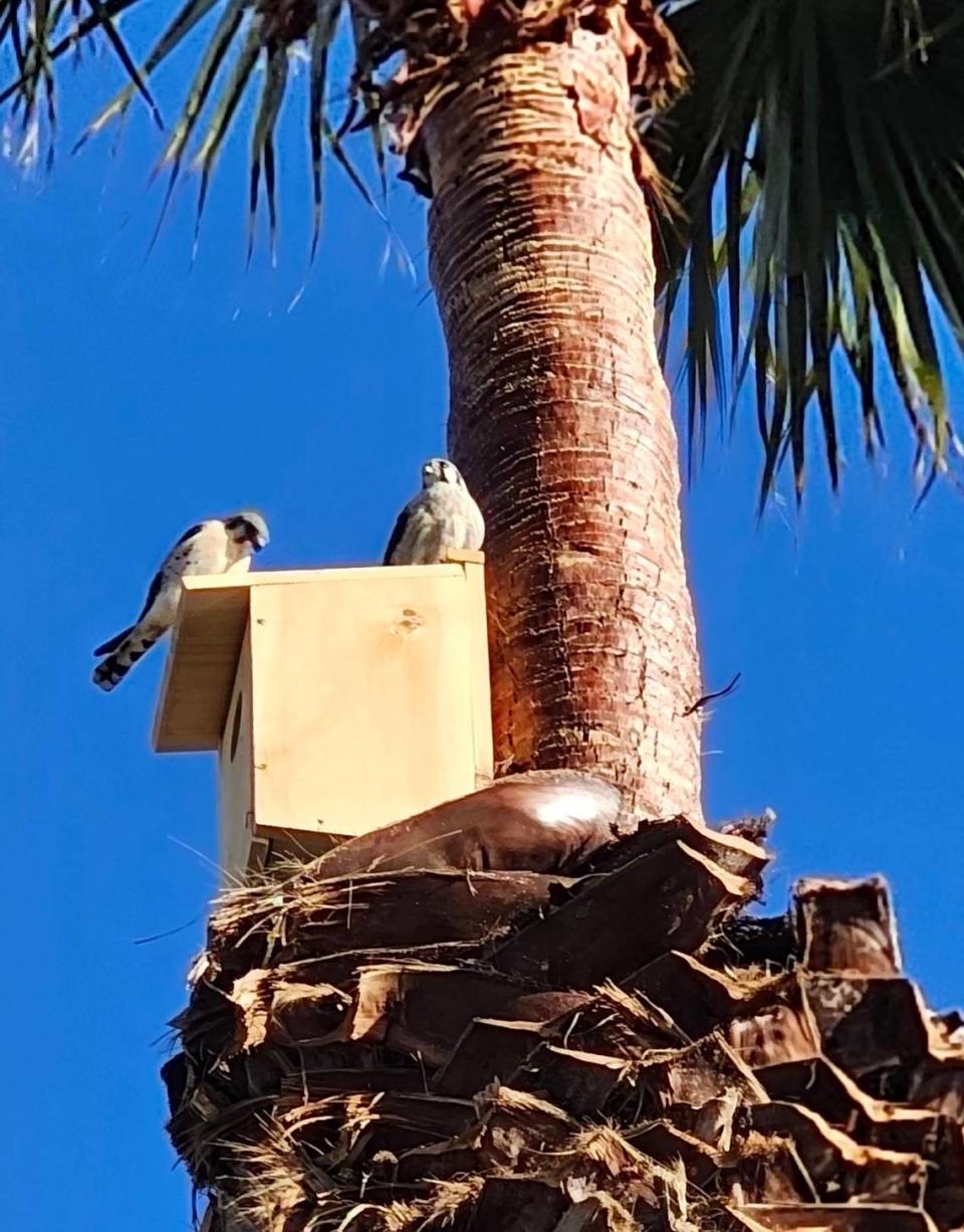 Kestrels visit a bird box installed on a palm tree on Yerba Buena Street in Morro Bay in March 2024.