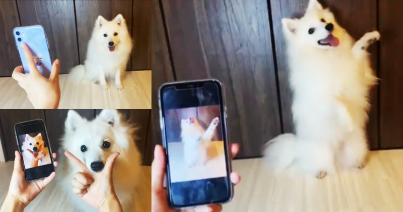 日本有隻三歲的白狐狸犬POPO，會依照飼主手機照片的動作，擺出一樣的姿勢，一連七個表演都無誤，網友大讚是可愛爆棚的天才神犬。（圖片翻攝推特@ i_am_popochi）