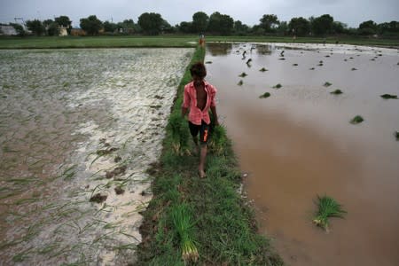 A farmer carries saplings to plant in a rice field on the outskirts of Ahmedabad