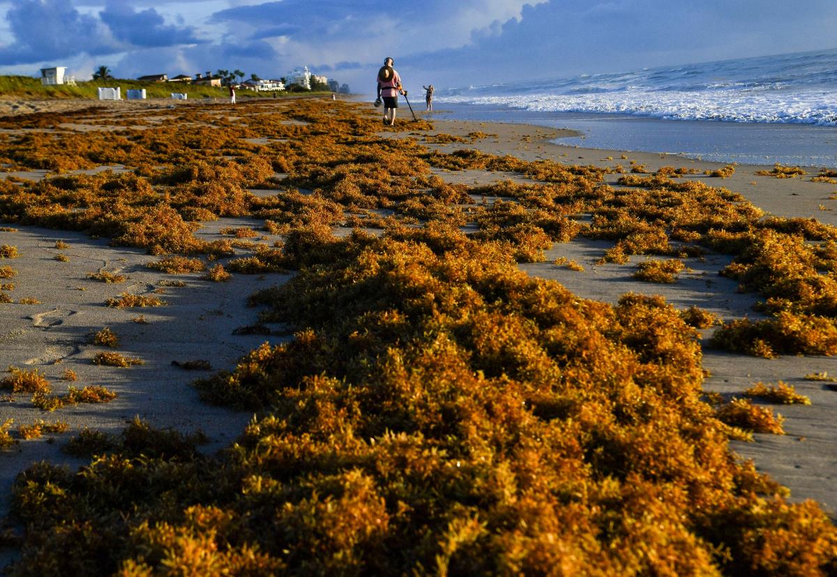 Seaweed all over Vero, Fort Pierce, Jensen What beaches look like