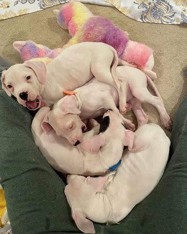 <p>DC Dogos Rescue</p> The four Dogo Argentino puppies after their rescue