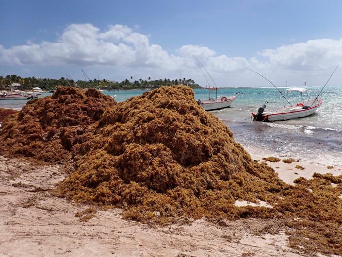 Vista de la playa de Akumal con muchas algas sargassum, península de Yucatánán, México.