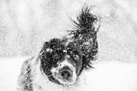 <p>There's lots of fun to be had if you're a pup who loves snow. </p>