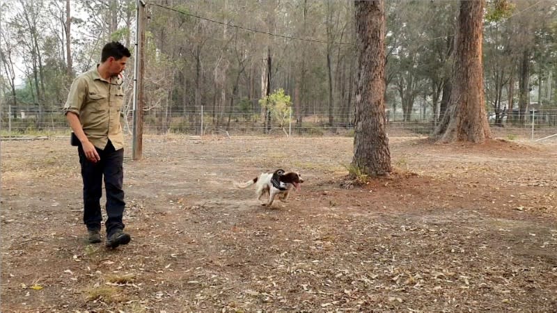 Animal trainer Ryan Tate watches Taylor, a koala detection dog, during a demonstration that shows how the dog spots the marsupial through fur and fresh scat, at Port Macquarie, New South Wales, Australia