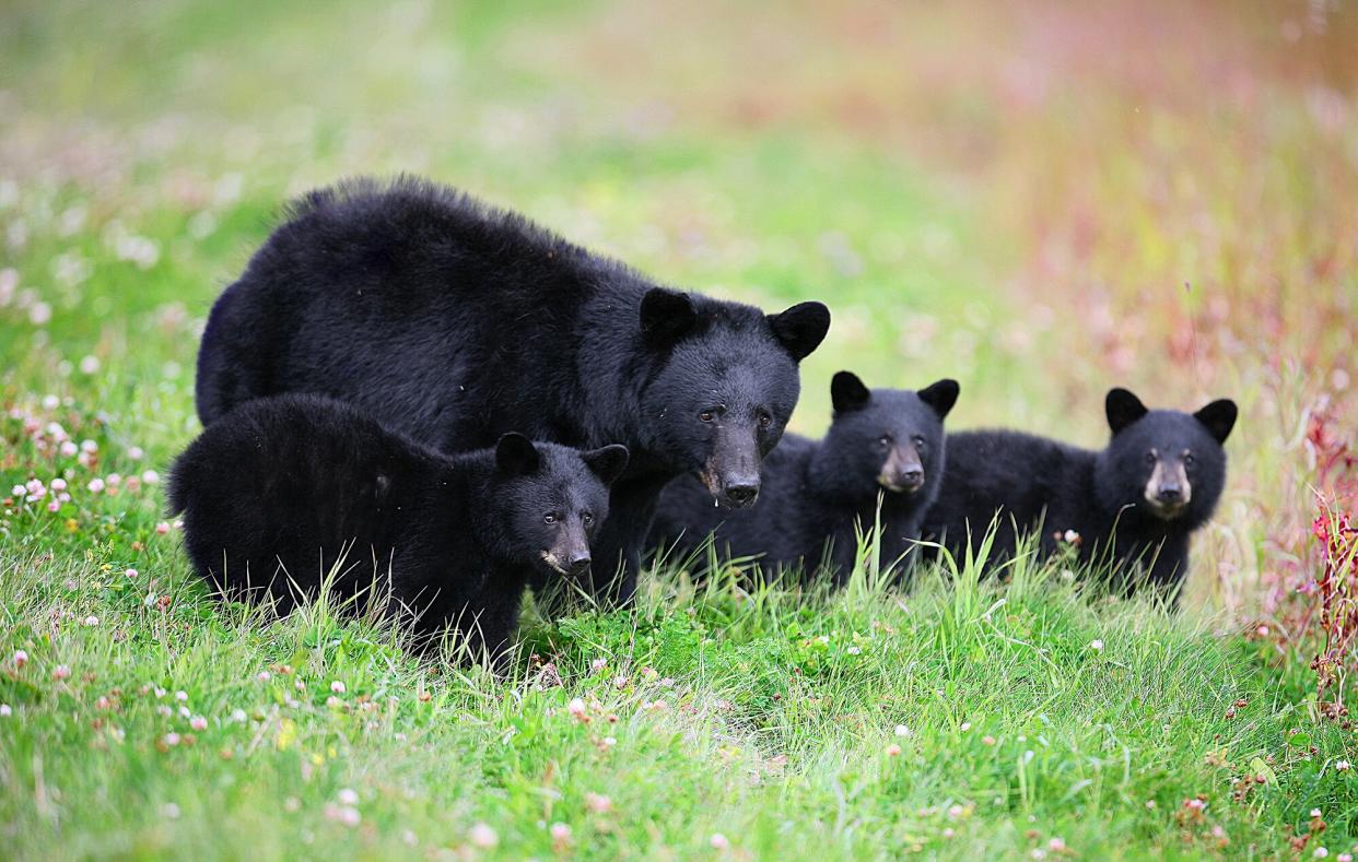 Black Bears