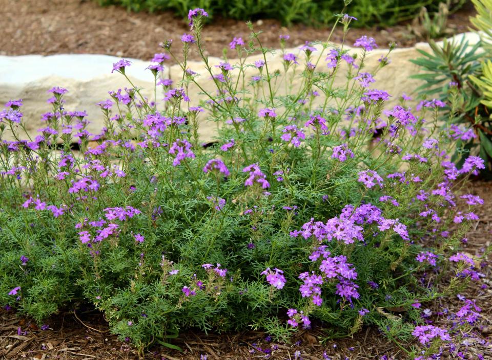 <p>Diana Kirby</p> Moss Verbena creates a wispy mound of feathery foliage and delicate blooms.