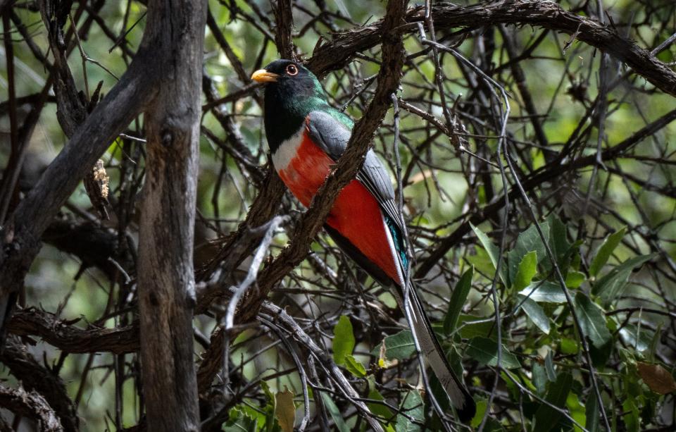 A male elegant trogon perches in a tree in Finley and Adams Canyon in the Patagonia Mountains of Arizona.