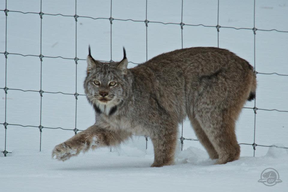 Lynx spotted in Banff National Park