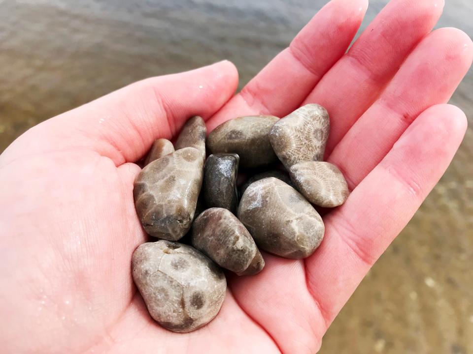 Petoskey stones have a distinctive six-sided honeycomb pattern.