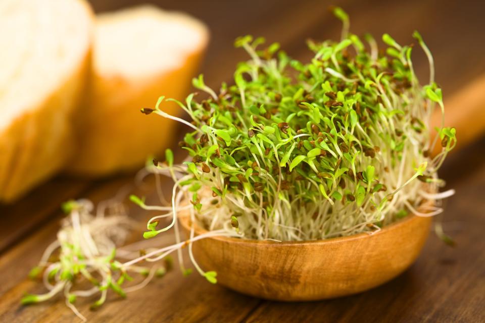 Alfalfa sprouts