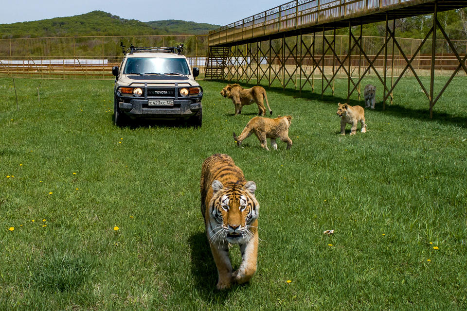 PRIMORYE TERRITORY, RUSSIA - MAY 14, 2020: Lions and a tiger walk by a car with safari visitors inside. Safari visitors can drive past wild animals and feed them by themselves. Yuri Smityuk/TASS (Photo by Yuri Smityuk\TASS via Getty Images)