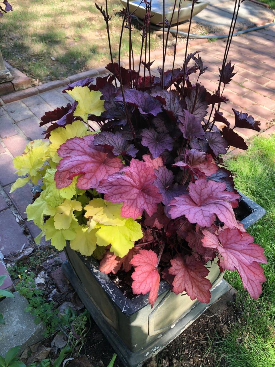 Three colorful foliaged coral bells varieties growing in a container in the Cappiello garden. Many fancy hybrid coral bells perform much better in containers, year round, than they do in the ground.