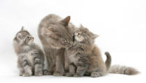 <p>Maine coon mother cat Serafin and two kittens, 7 weeks old. (Warren Photographic/Mercury Press) </p>