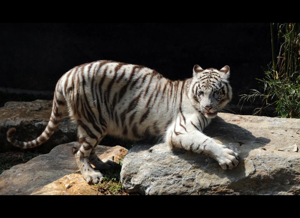 A White Tiger (Panthera Tigris) stands on a rock in the Zoological Gardens in Colombo on March 2, 2010.     A pair of tigers were presented by The Chinese government to the Sri Lankan zoo as a mark of friendship. February 14, 2010 marked the start of 'The Year of the Tiger' according to the Lunar Calendar.   AFP PHOTO/Ishara S.KODIKARA (Photo credit should read Ishara S.KODIKARA/AFP/Getty Images)