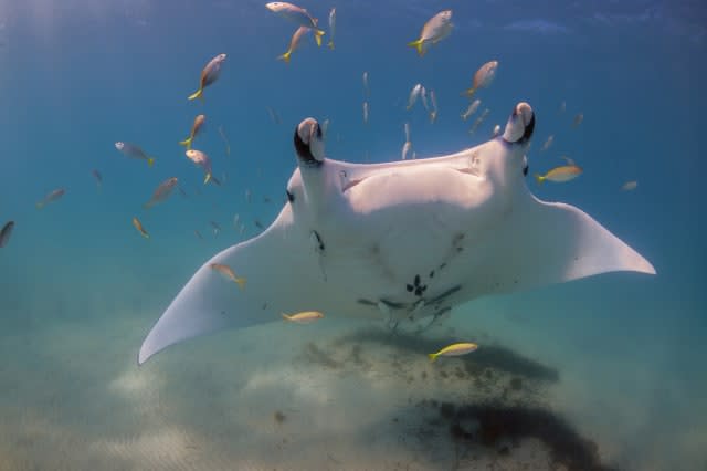 Manta ray, Ningaloo Reef