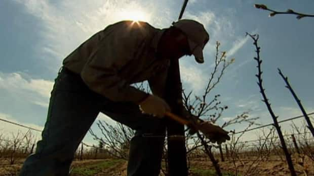 An advocacy group said there are recent reports of at least five deaths of migrant workers that happened during their quarantine period after entering the country.   (CBC - image credit)