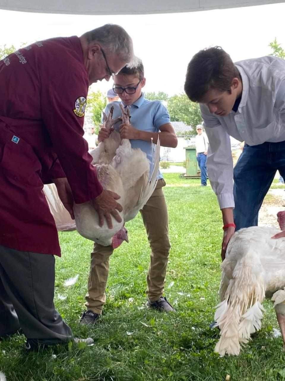 Youths participate in turkey judging as part of a 4-H competition.