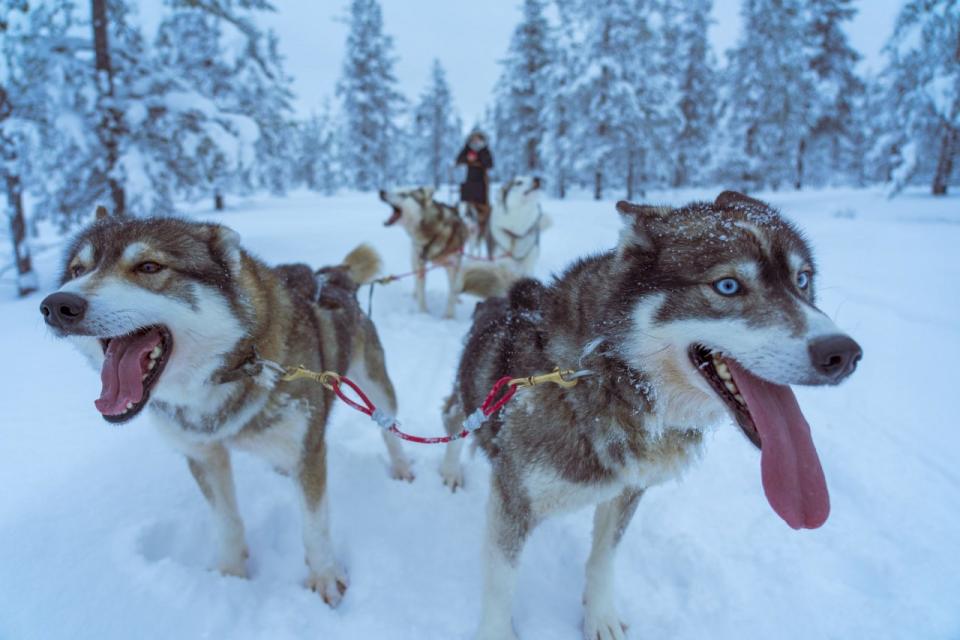 半世紀來受到阿拉斯加人歡迎、但被動物保護人士譴責為不人道的全球最著名拉雪橇狗大賽，正失去他們最大的企業贊助商之一。(Unsplash圖庫)