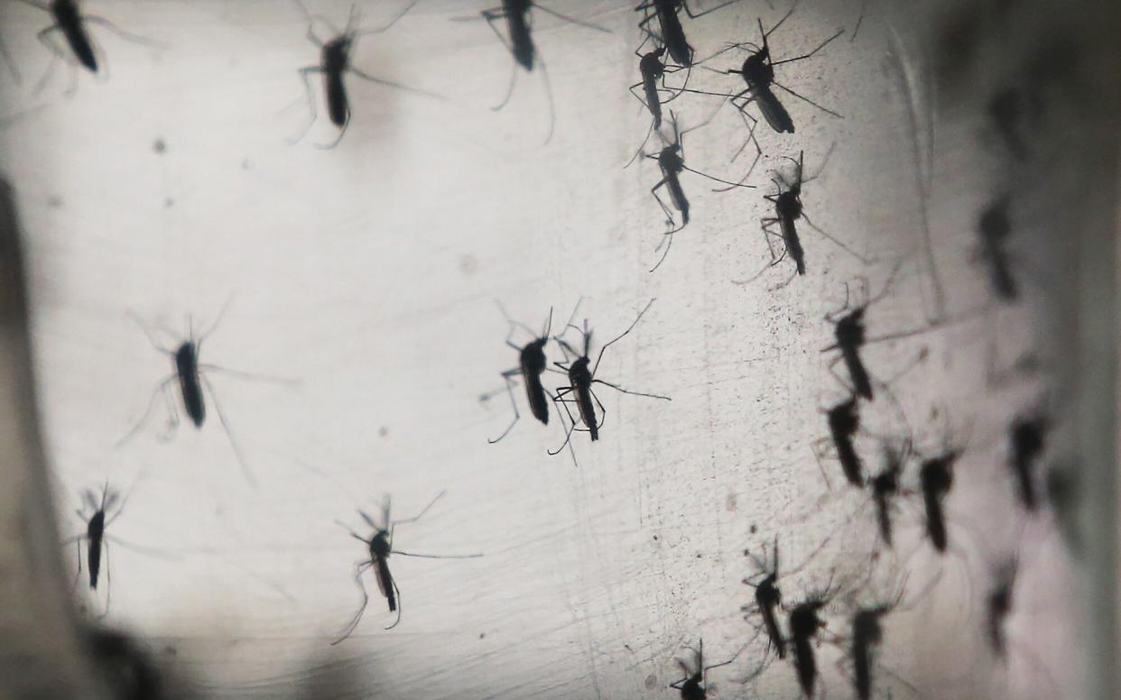 RECIFE, BRAZIL - JANUARY 26:  Aedes aegypti mosquitos are seen in a lab at the Fiocruz institute on January 26, 2016 in Recife, Pernambuco state, Brazil. The mosquito transmits the Zika virus and is being studied at the institute. In the last four months,