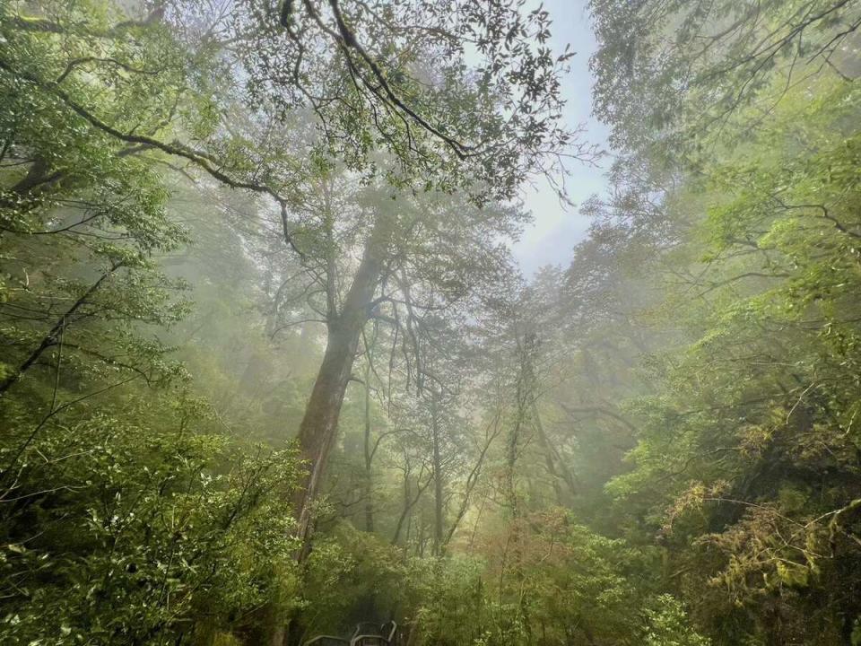 拉拉山國家森林遊樂區-霧間森林。   圖：林業保育署／提供