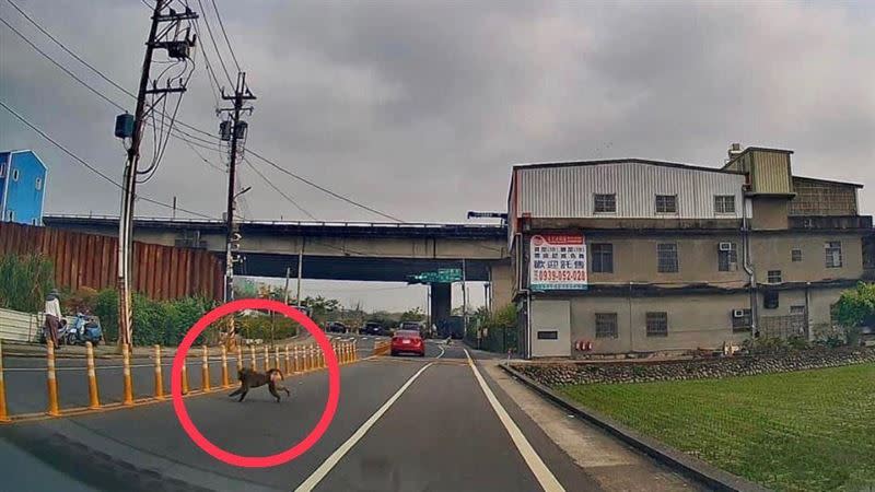  東非狒狒朝車子跑來，嚇得民眾趕緊降速閃避。（圖／陳可樂提供）