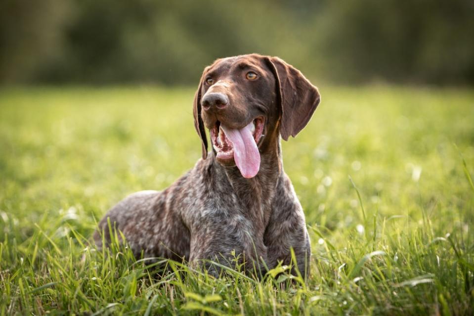 German shorthaired pointers form a tight bond with their family. Getty Images/iStockphoto