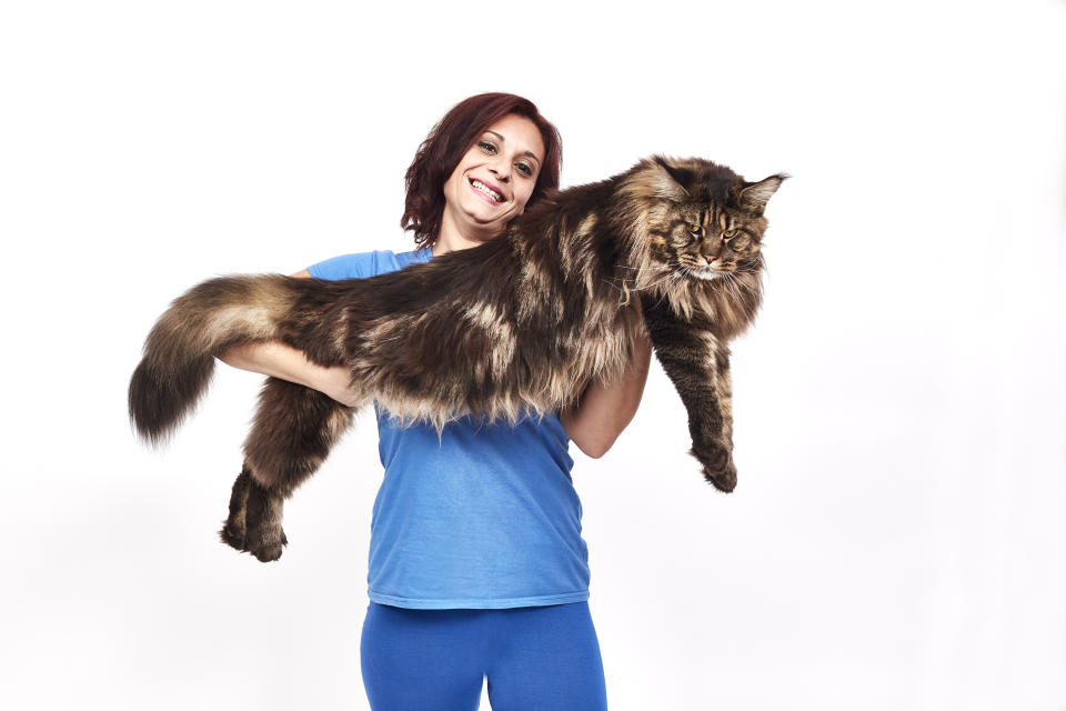 Barivel, el gato doméstico más largo del mundo